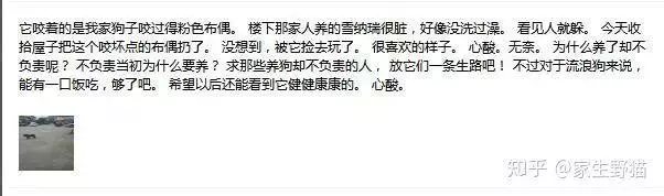 什麼時候你真的很心疼一隻狗?