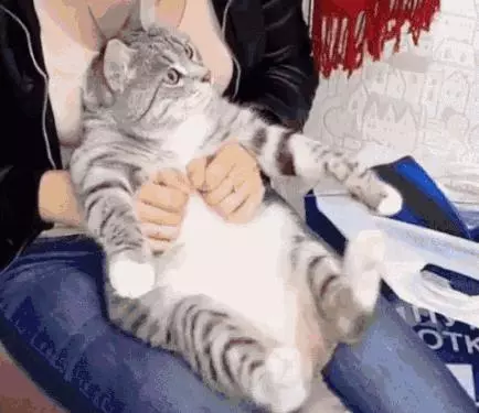 看了這些貓的冷知識,才發現自己一點都不懂貓……