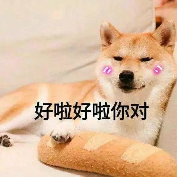 狗狗什麼時候的智商最高?