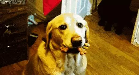 狗狗什麼時候的智商最高?