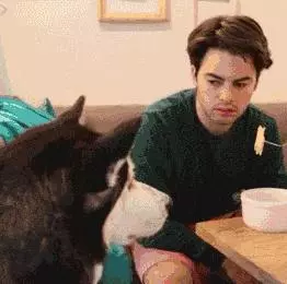狗狗什麼時候的智商最高?