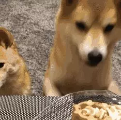 狗狗什麼時候的智商最高?
