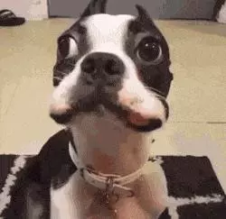 狗狗什麼時候的智商最高?