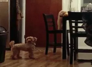 狗狗什麼時候的智商最高?