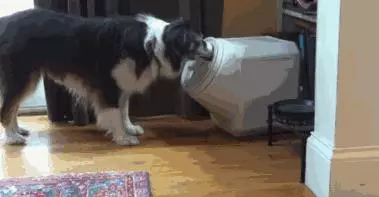 狗狗什麼時候的智商最高?