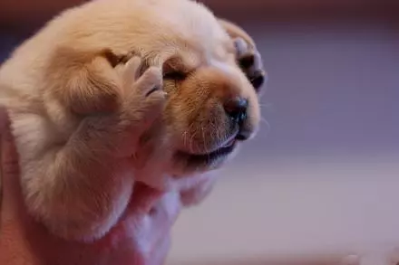 養狗手冊:1—12個月幼犬怎麼喂養?