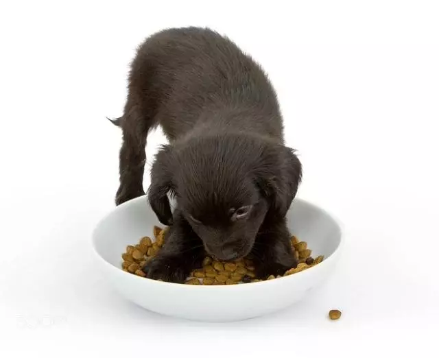 養狗手冊:1—12個月幼犬怎麼喂養?