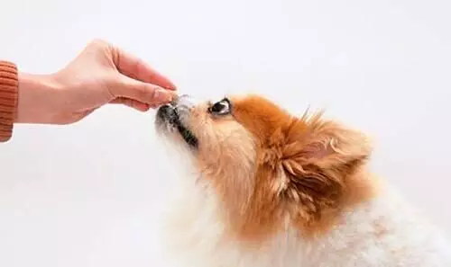 養狗手冊:1—12個月幼犬怎麼喂養?