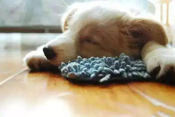 養狗手冊:1—12個月幼犬怎麼喂養?