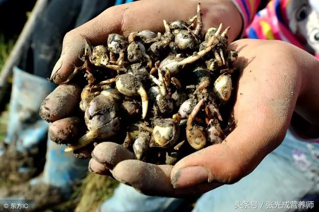 營養師提醒:想要秋天少生病,就多吃這些食物,滋補效果不輸人參