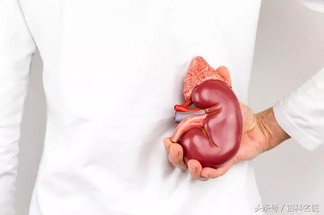人老了以後腎臟會有什麼改變?如何保養腎臟?