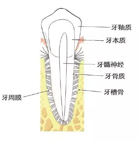 牙齦退縮,牙根暴露,不敢刷牙怎麼辦?