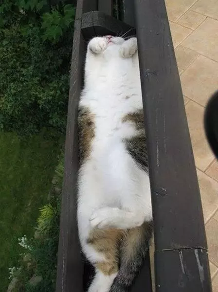 忘掉煩惱吧！23張各種動物奇妙的睡姿安撫你的心靈～