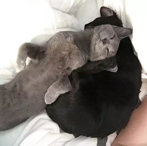 忘掉煩惱吧！23張各種動物奇妙的睡姿安撫你的心靈～