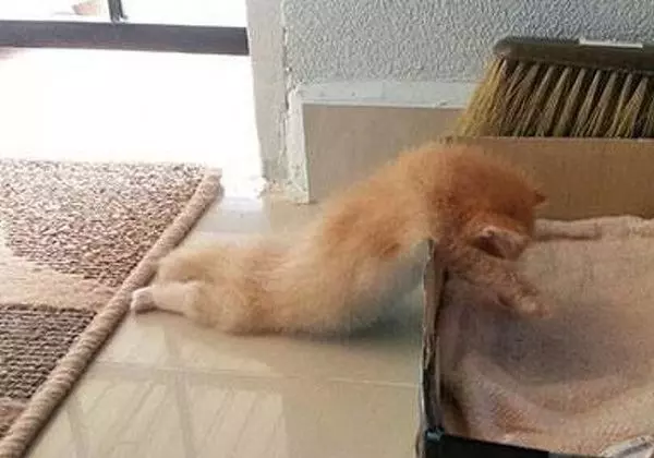 忘掉煩惱吧！23張各種動物奇妙的睡姿安撫你的心靈～