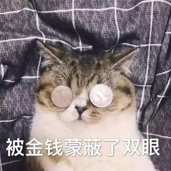 網友在寵物店買貓,帶走時見到深情一幕,貓:也許這一別就是永別