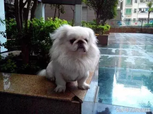 教你讀懂狗狗的肢體語言