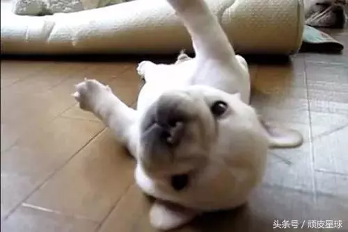 教你讀懂狗狗的肢體語言