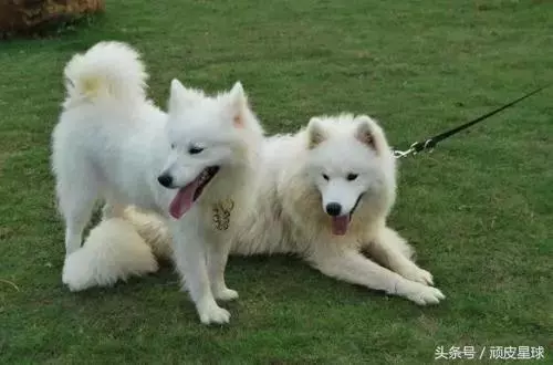 教你讀懂狗狗的肢體語言