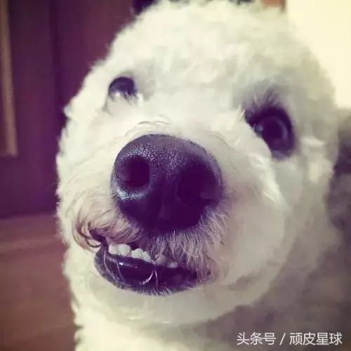 教你讀懂狗狗的肢體語言