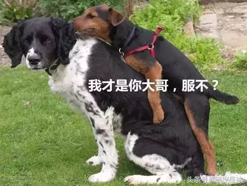 教你讀懂狗狗的肢體語言