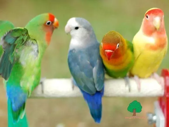 世界上聰明美麗的鳥兒