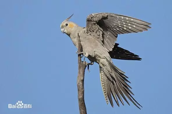 世界上聰明美麗的鳥兒