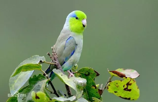 世界上聰明美麗的鳥兒