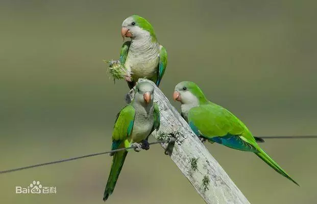 世界上聰明美麗的鳥兒