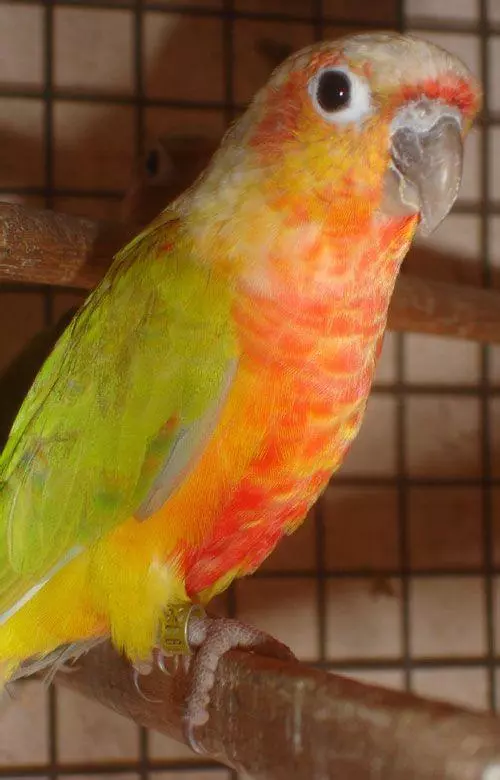 世界上聰明美麗的鳥兒