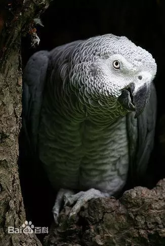 世界上聰明美麗的鳥兒