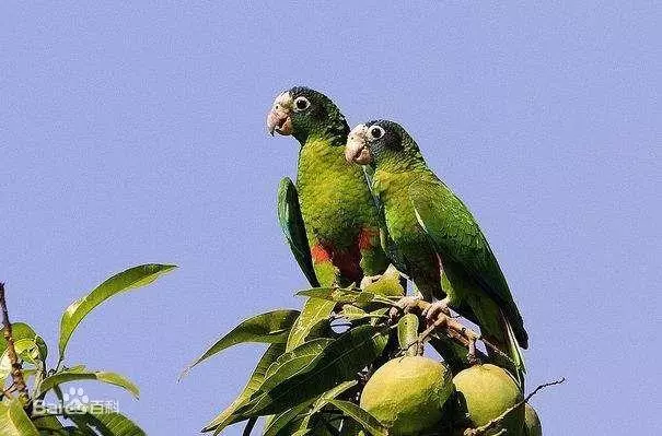 世界上聰明美麗的鳥兒