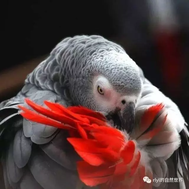 世界上聰明美麗的鳥兒