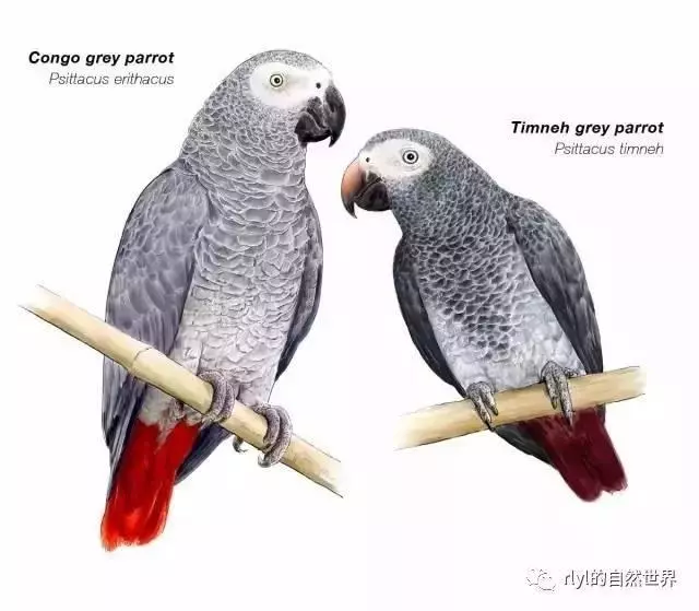 世界上聰明美麗的鳥兒