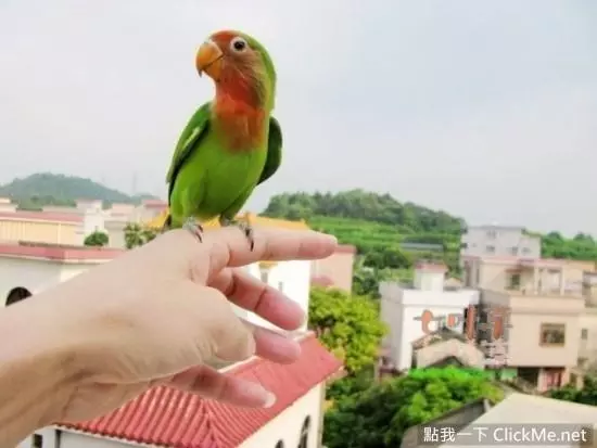 世界上聰明美麗的鳥兒