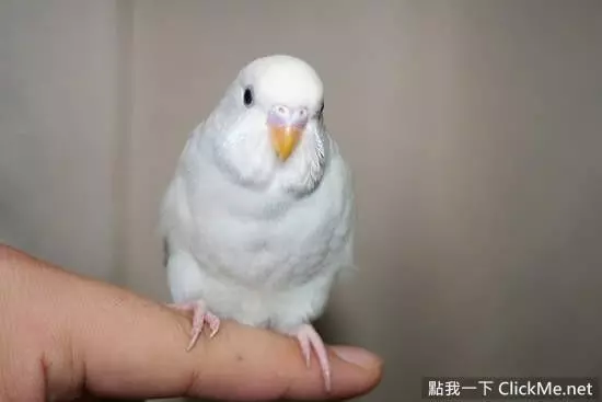 世界上聰明美麗的鳥兒