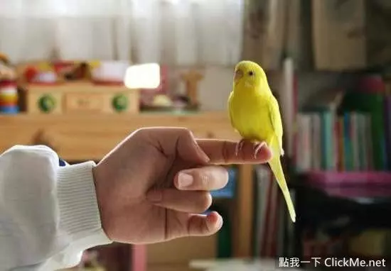 世界上聰明美麗的鳥兒