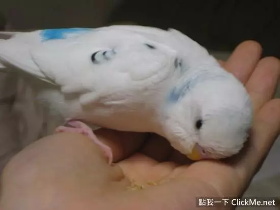 世界上聰明美麗的鳥兒