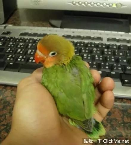 世界上聰明美麗的鳥兒