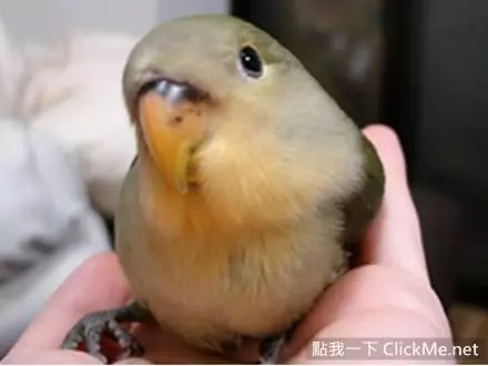 世界上聰明美麗的鳥兒