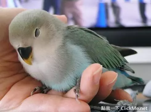世界上聰明美麗的鳥兒