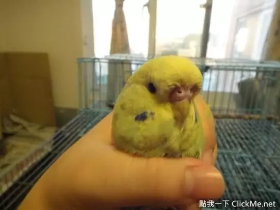 世界上聰明美麗的鳥兒