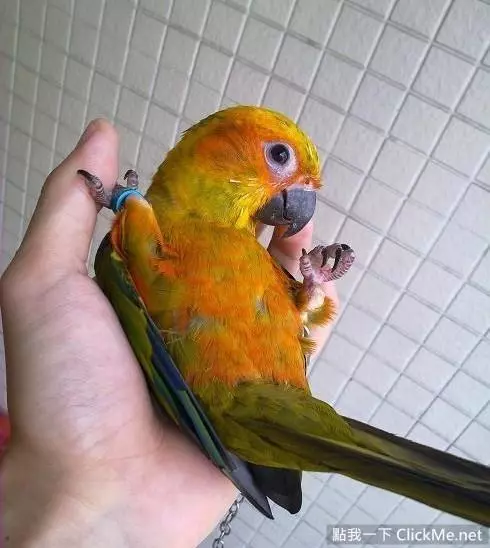 世界上聰明美麗的鳥兒