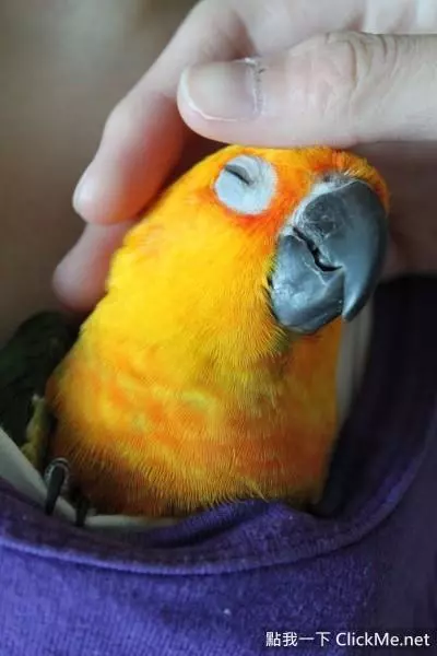 世界上聰明美麗的鳥兒