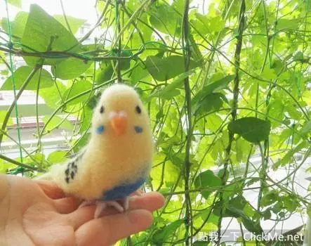世界上聰明美麗的鳥兒