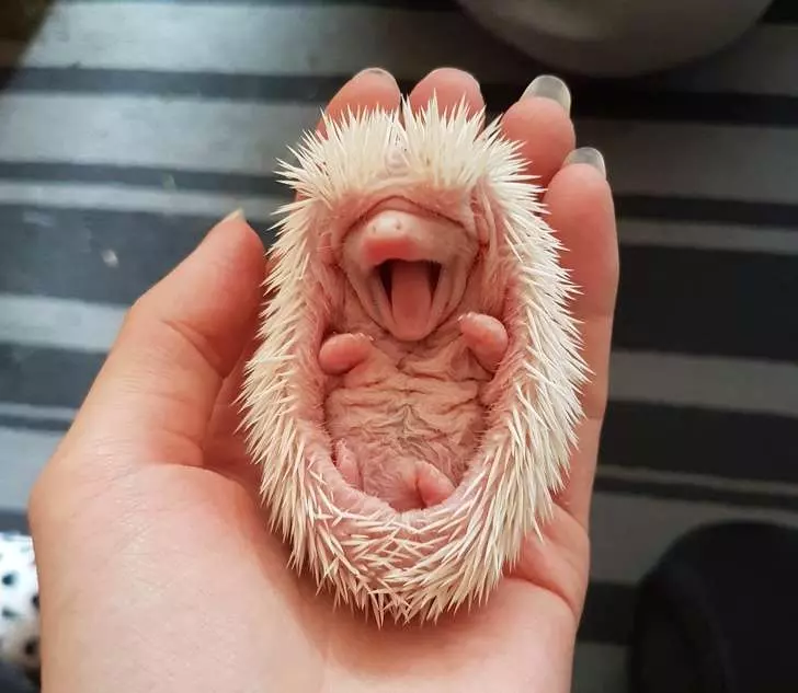 21張「一整天的壓力會瞬間消失」的治癒系動物照片