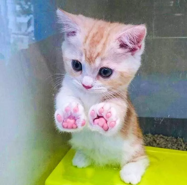 21張「一整天的壓力會瞬間消失」的治癒系動物照片