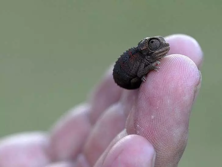 21張「一整天的壓力會瞬間消失」的治癒系動物照片