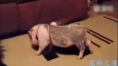 21張「一整天的壓力會瞬間消失」的治癒系動物照片