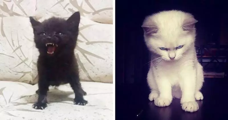 21張「一整天的壓力會瞬間消失」的治癒系動物照片